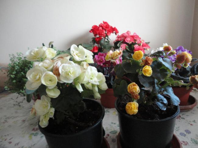 Name:  DSC02020.jpg
Views: 10400
Size:  40.2 KB