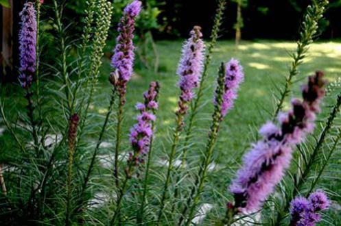 Name:  liatris.jpg
Views: 2853
Size:  39.2 KB