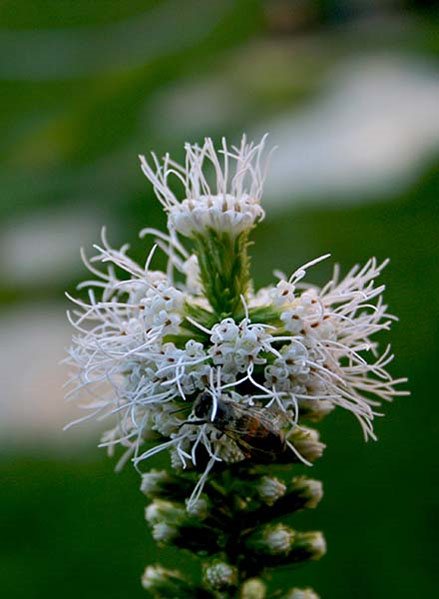 Name:  liatris2.jpg
Views: 2419
Size:  64.9 KB