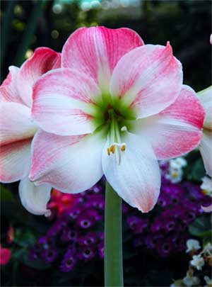Name:  amaryllis1.jpg
Views: 1298
Size:  15.1 KB