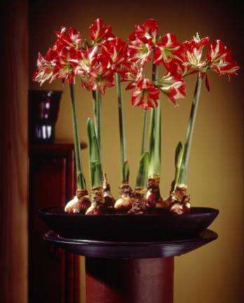 Name:  Amaryllis.jpg
Views: 1284
Size:  19.5 KB