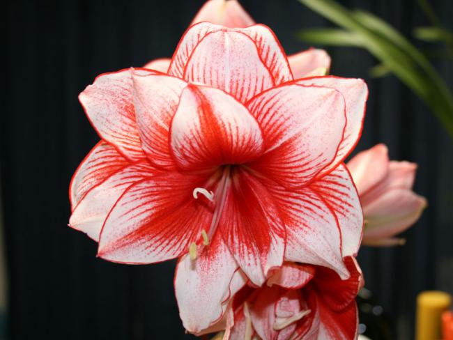 Name:  amaryllis79532.jpg
Views: 29130
Size:  42.1 KB