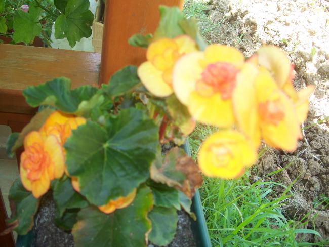 Name:  100_1880.jpg
Views: 4902
Size:  53.4 KB