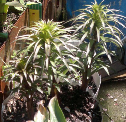 Name:  Kopyas Resim 047.jpg
Views: 521
Size:  59.1 KB
