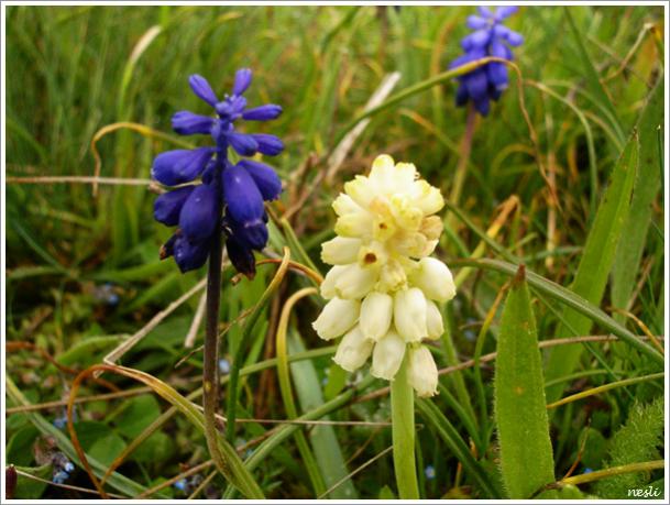 Name:  muscari.jpg
Views: 2081
Size:  51.2 KB