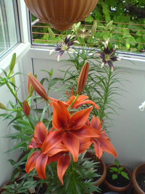Name:  New Image2.jpg
Views: 1229
Size:  73.2 KB