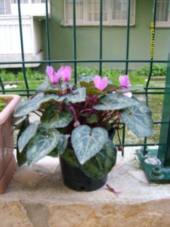 Name:  S6300614.jpg
Views: 1935
Size:  26.0 KB