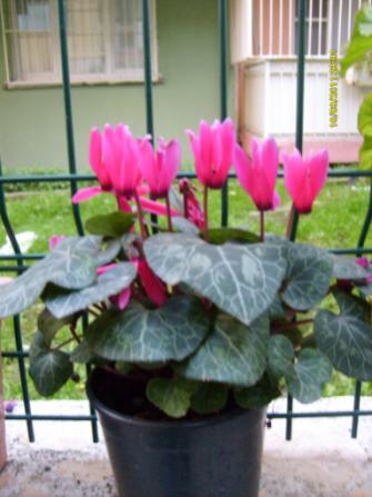 Name:  S6300621.jpg
Views: 1994
Size:  24.7 KB