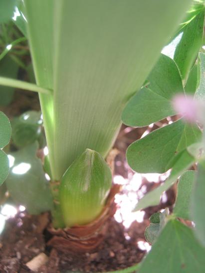 Name:  amaryllis.JPG
Views: 806
Size:  32.1 KB