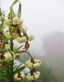Name:  Agrita.jpg
Views: 1862
Size:  11.9 KB