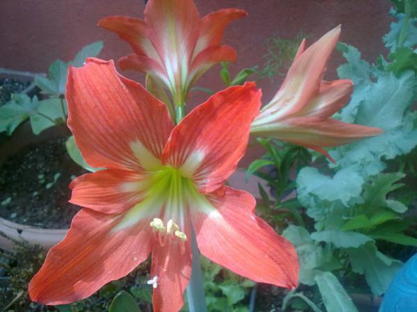 Name:  Amarilis  Turuncu.jpg
Views: 834
Size:  38.2 KB