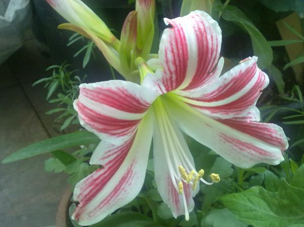 Name:  Amarilis Alaca.jpg
Views: 814
Size:  36.6 KB