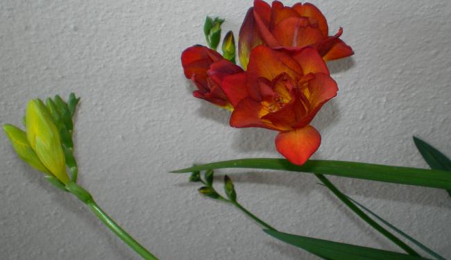 Name:  SANY0205.jpg
Views: 916
Size:  30.3 KB