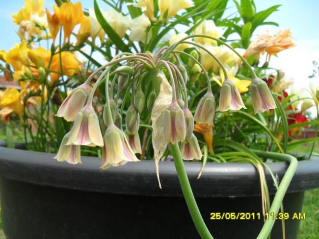Name:  009.jpg
Views: 921
Size:  52.9 KB