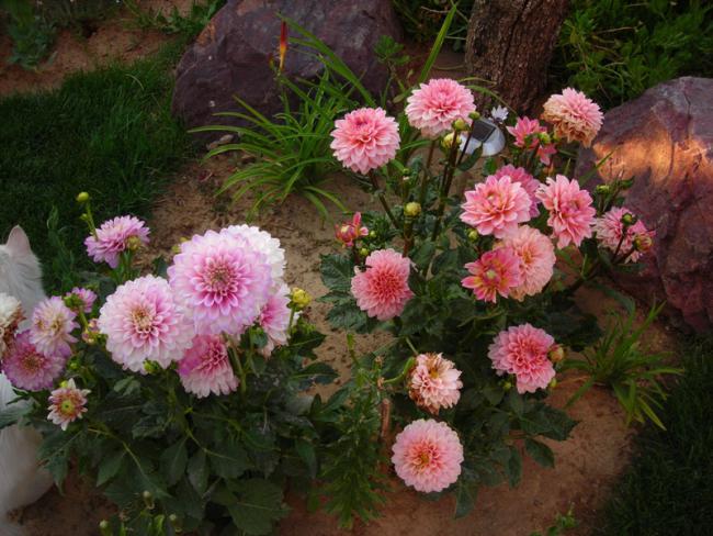 Name:  DSCN5679.jpg
Views: 1655
Size:  60.9 KB