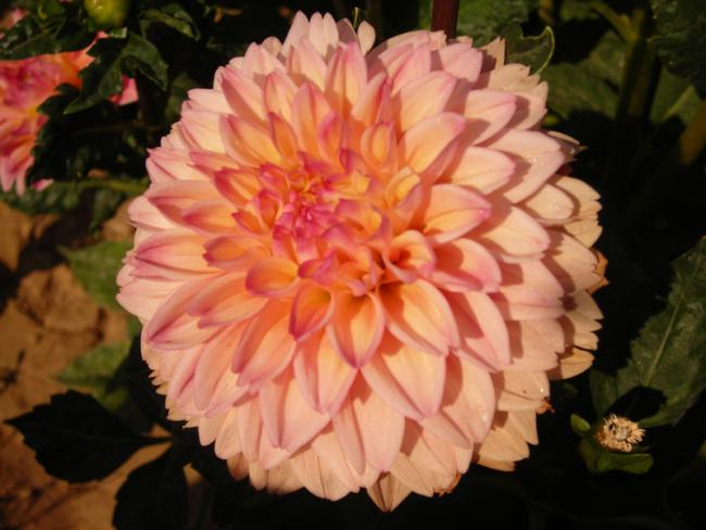 Name:  DSCN5816.jpg
Views: 1767
Size:  41.6 KB