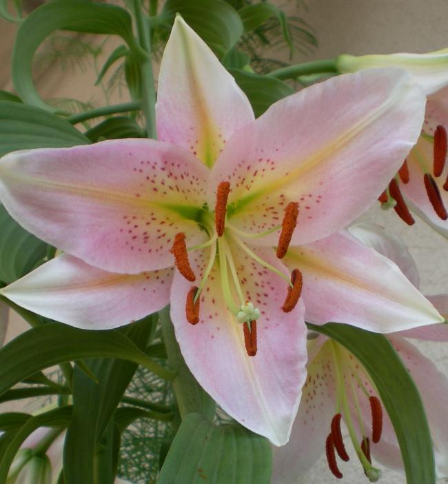 Name:  SANY0250.jpg
Views: 1183
Size:  50.6 KB
