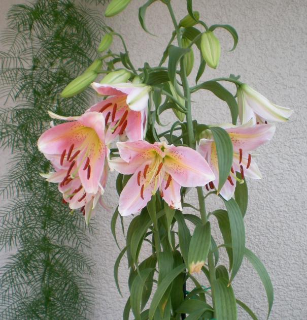 Name:  SANY0249.jpg
Views: 1210
Size:  71.7 KB
