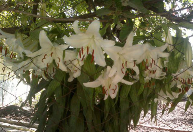 Name:  ABCD0001.jpg
Views: 1351
Size:  55.3 KB