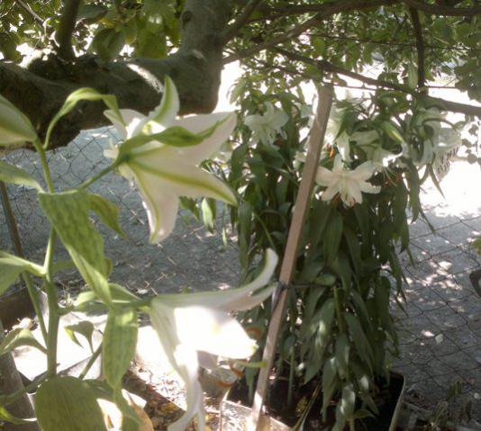 Name:  ABCD0004.jpg
Views: 1315
Size:  50.7 KB
