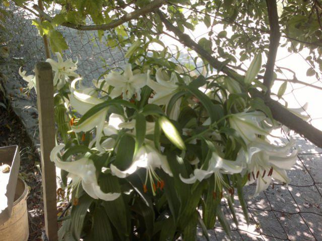 Name:  ABCD0008.jpg
Views: 1293
Size:  61.3 KB