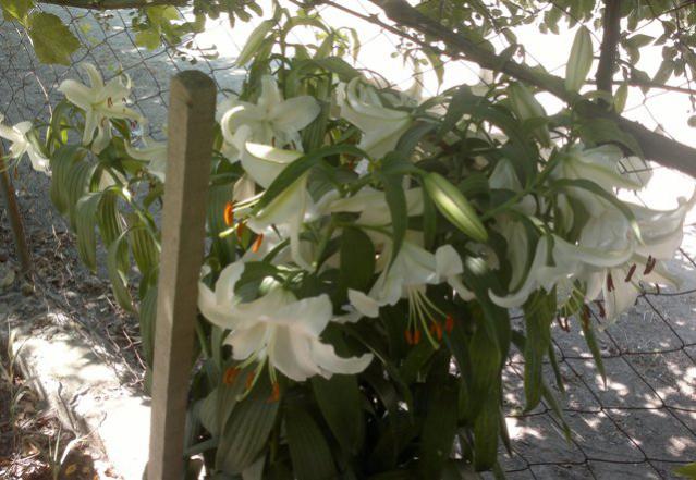 Name:  ABCD0009.jpg
Views: 1266
Size:  53.5 KB