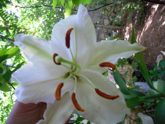 Name:  SDC12543 copy.jpg
Views: 1312
Size:  48.6 KB