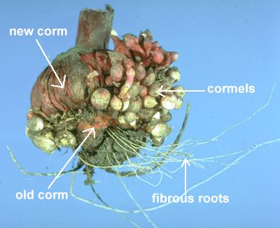 Name:  corm-gladiolus74lable.jpg
Views: 2307
Size:  21.4 KB