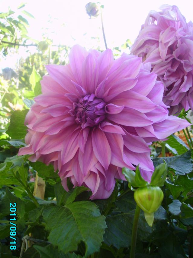 Name:  vasio megos.jpg
Views: 1438
Size:  70.1 KB