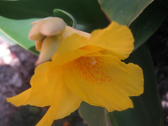 Name:  canna1.JPG
Views: 1861
Size:  32.4 KB