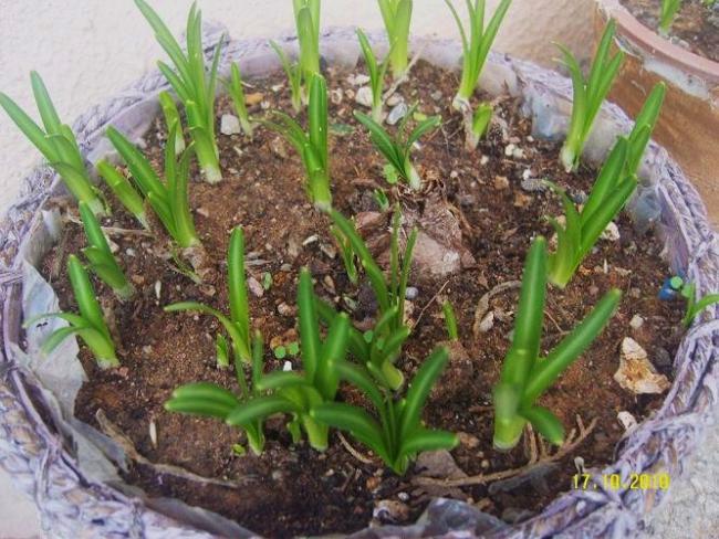 Name:  Sternbergia lutea.jpg
Views: 11388
Size:  68.9 KB