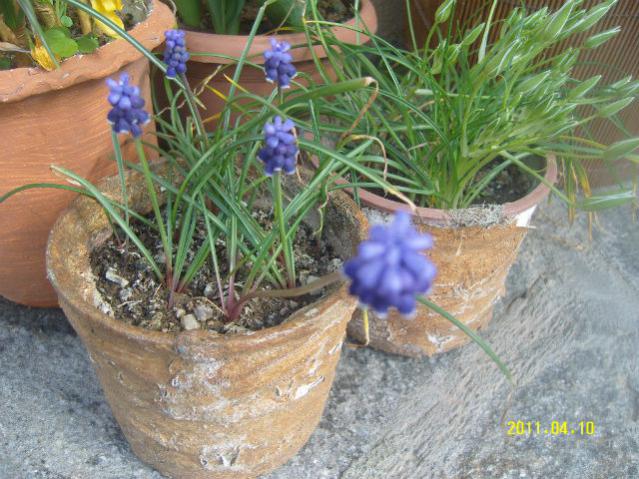 Name:  SNV81386.jpg
Views: 1190
Size:  65.2 KB