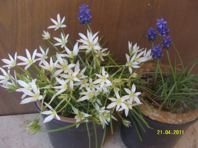 Name:  SNV81563.jpg
Views: 1213
Size:  47.7 KB