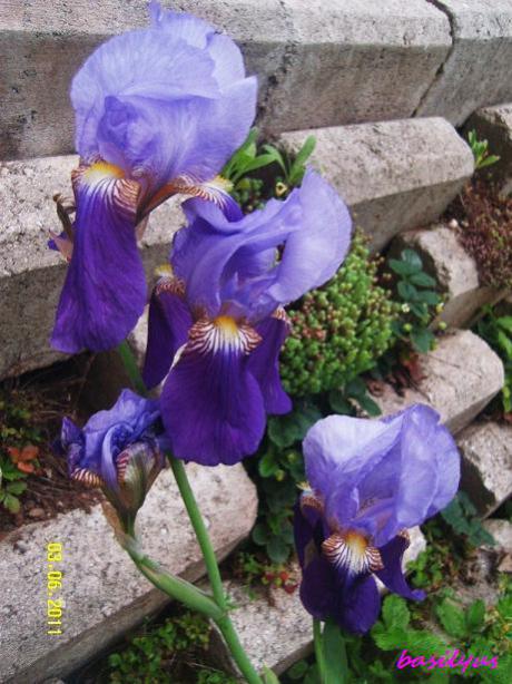 Name:  iris1.jpg
Views: 1652
Size:  56.1 KB