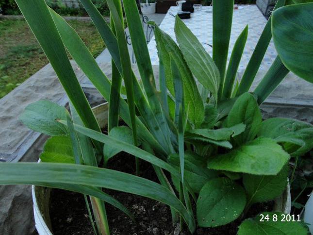 Name:  iris2.jpg
Views: 1650
Size:  52.7 KB