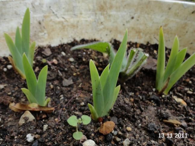 Name:  iris3.jpg
Views: 1686
Size:  51.4 KB