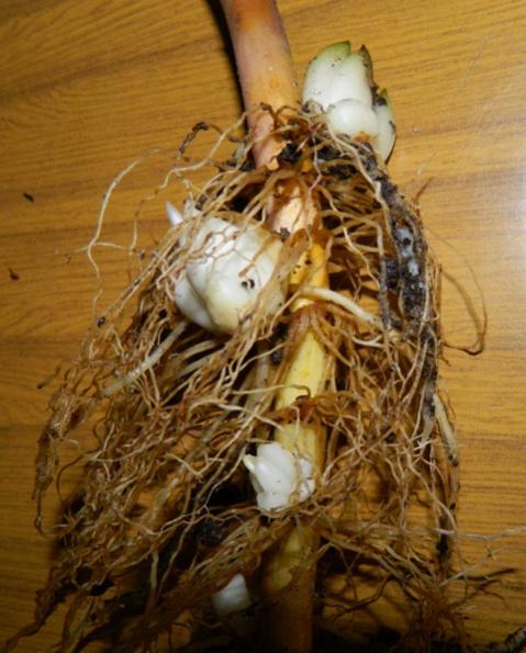 Name:  DSCN0148.jpg
Views: 2326
Size:  48.3 KB