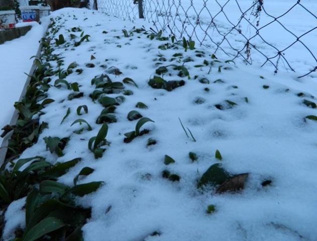 Name:  DSCN0506.jpg
Views: 1288
Size:  46.7 KB