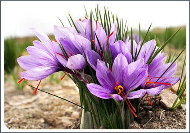 Name:  SNAG-0394.jpg
Views: 11965
Size:  65.5 KB