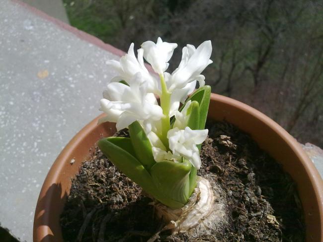 Name:  250320111361.jpg
Views: 1244
Size:  42.7 KB