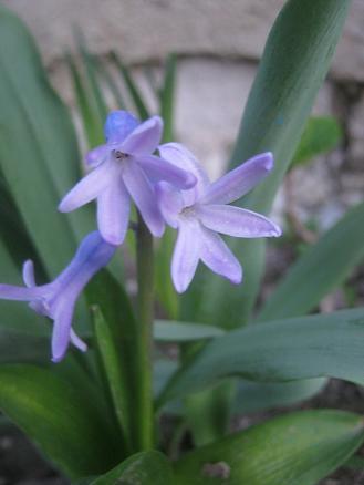 Name:  smbl.JPG
Views: 1037
Size:  22.6 KB