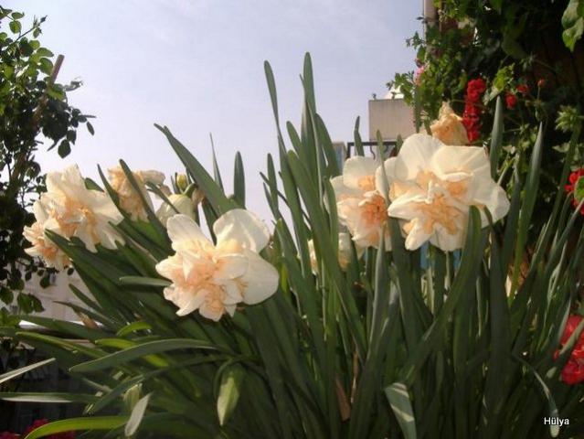 Name:  210.jpg
Views: 2430
Size:  47.4 KB