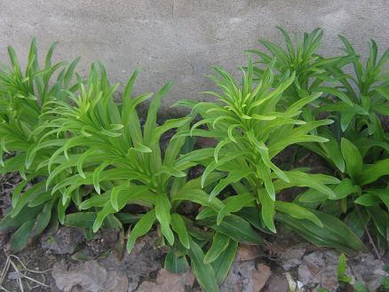 Name:  lilium.JPG
Views: 2726
Size:  46.2 KB