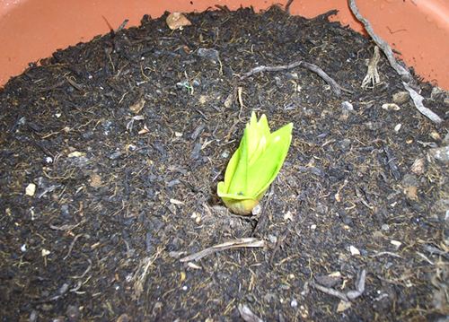 Name:  PIC_0008.JPG
Views: 1236
Size:  59.9 KB