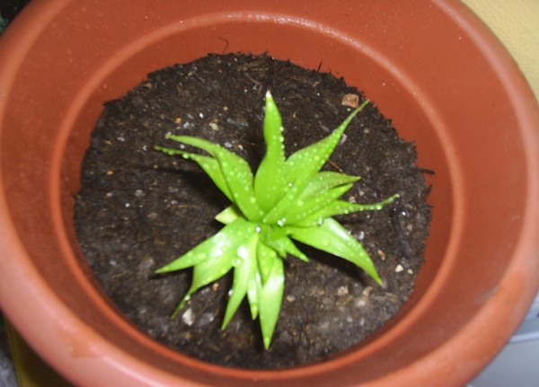 Name:  fritilla.JPG
Views: 1283
Size:  55.8 KB