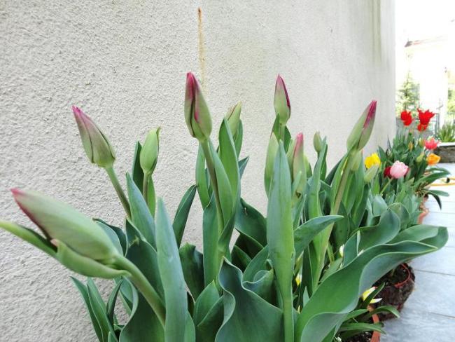 Name:  tulip merry go round.jpg
Views: 940
Size:  56.9 KB