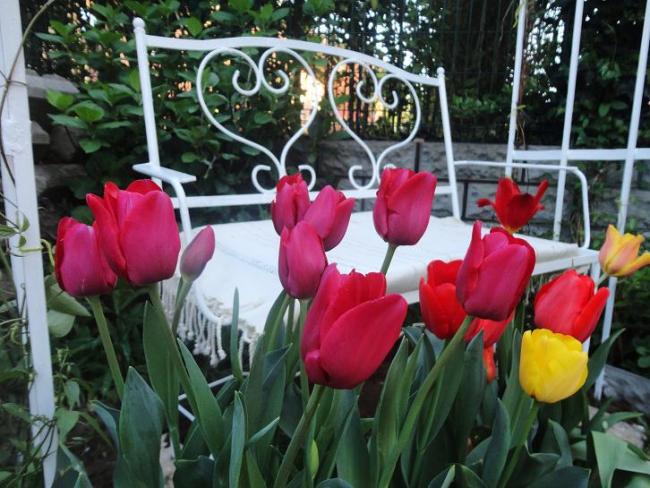 Name:  tulip merry go round2.jpg
Views: 1037
Size:  61.5 KB