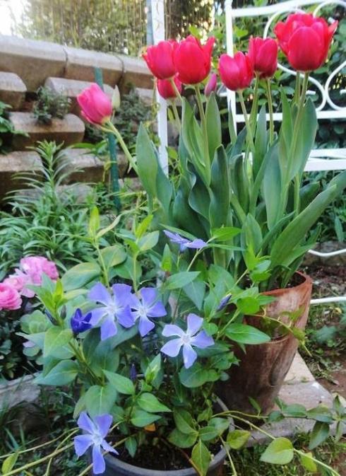 Name:  tulipa merry go round-cezayir.jpg
Views: 947
Size:  71.6 KB