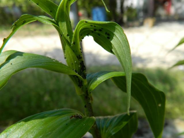 Name:  DSCN0757.jpg
Views: 3336
Size:  32.9 KB