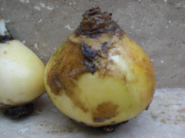 Name:  CIMG1963.jpg
Views: 3383
Size:  31.2 KB